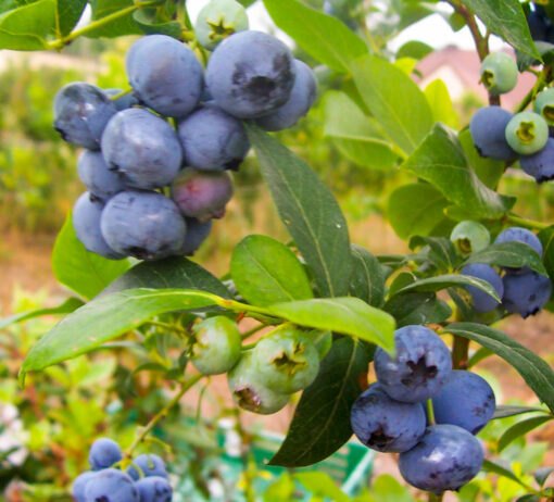 Borówka amerykańska Bluegold