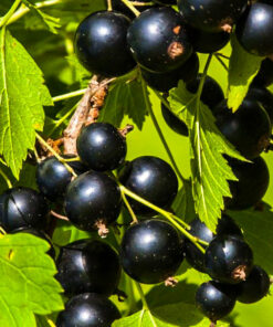 branch of black currant
