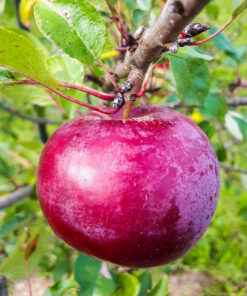 Jabłoń Novamac Owoc