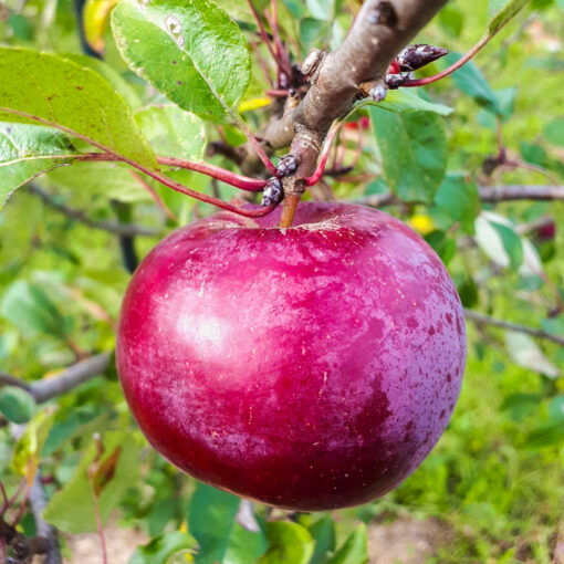 Jabłoń Novamac Owoc
