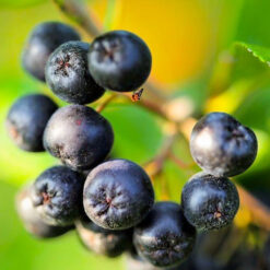 Aronia czarnoowocowa