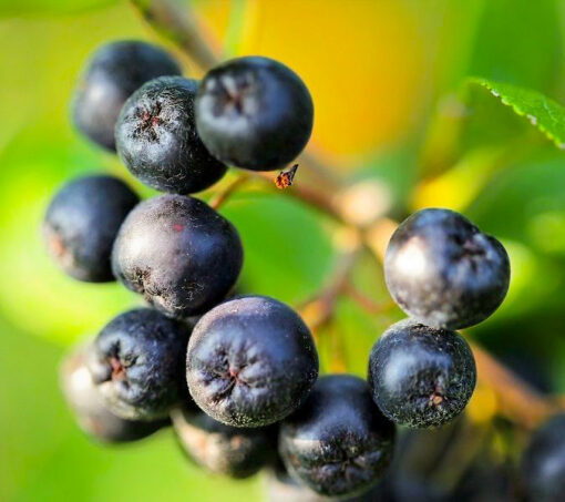 Aronia czarnoowocowa