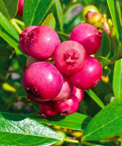 Borówka amerykańska Pink Lemonade