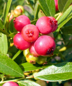 Borówka amerykańska Pink Lemonade