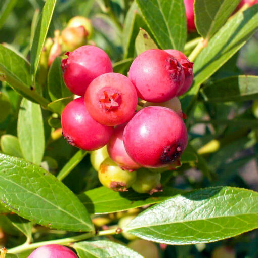 Borówka amerykańska Pink Lemonade