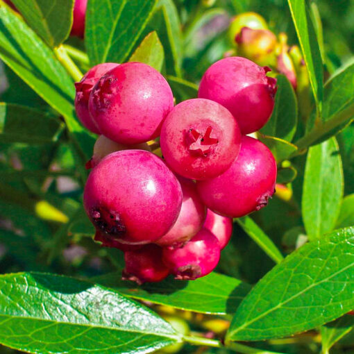 Borówka amerykańska Pink Lemonade