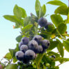 Borówka amerykańska Bluecrop
