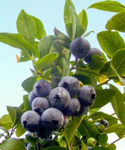 Borówka amerykańska Bluecrop