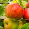 Jabłoń 'Delikates'