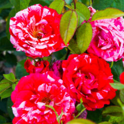 Róża Czerwono-biała rabatowa