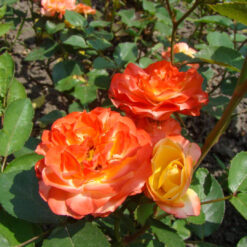 Róża herbaciana rabatowa