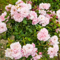 Róża pienna Jasno-Różowa