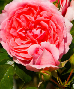 Róża pienna Różowa Justyna