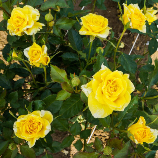 Róża pienna Żółta