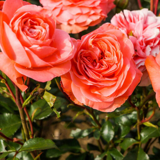 Róża łososiowa wielokwiatowa Rosa