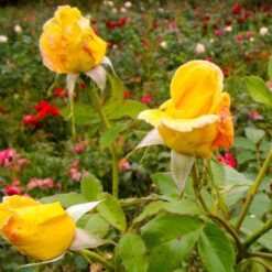 Róża żółta parkowa