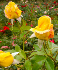 Róża żółta parkowa