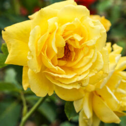 Róża żółta pnąca