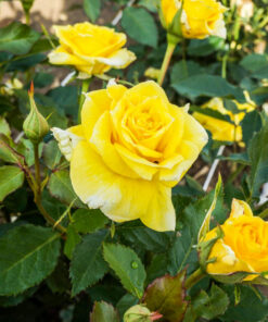 Róża Żółta rabatowa