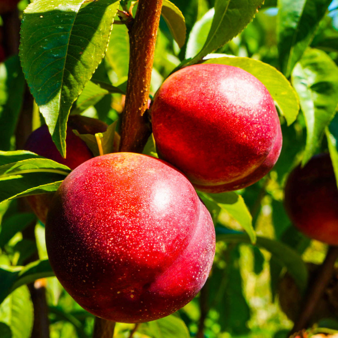 Nektaryna 'Harco' | Owocowe Drzewa