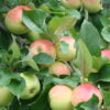Jabłoń 'Ananas Berżenicki'