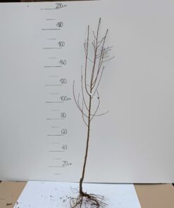 Brzoskwinia Harnaś - sadzonka