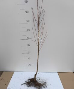 Brzoskwinia Płaskoowocowa - sadzonka