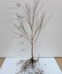 Brzoskwinia Rakoniewicka - sadzonka