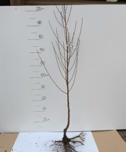 Brzoskwinia Reliance - sadzonka