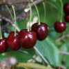 Czereśnia 'Lapins'