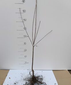 Czereśnia Rivan - sadzonka