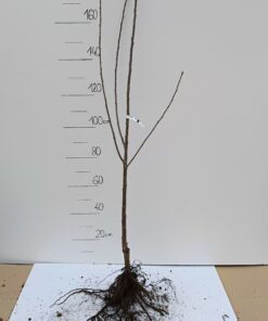 Czereśnia Sam - sadzonka