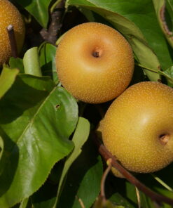 Grusza Azjatycka ‘Shinseiki’