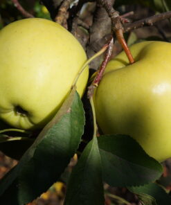 Jabłoń 'Golden Delicious'
