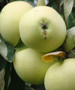 Jabłoń 'Oliwka Żółta' Papierówka