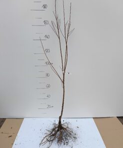 Morela Darina - sadzonka