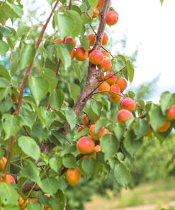 Morela Early Orange