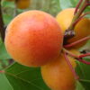 Morela 'Early Orange'