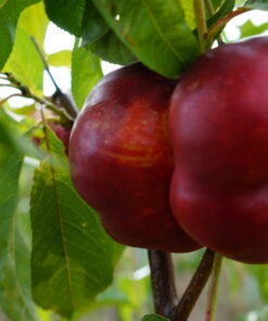 Nektaryna płaskoowocowa