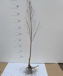 Nektaryna Płaskoowocowa - sadzonka