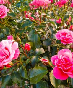Róża różowa rabatowa
