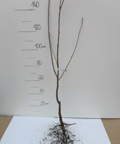 Wiśnia Kelleris 16 - sadzonka