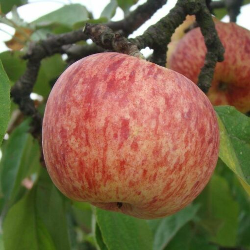 Jabłoń James Grieve