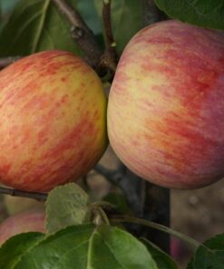 Jabłoń Niezrównane Peasgooda