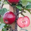 Jabłoń o czerwonym miąższu
