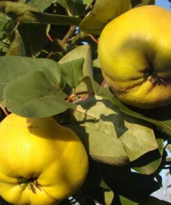 Pigwa Konstantynopol
