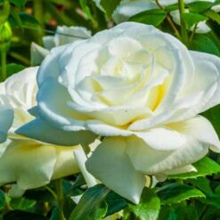 Róża rabatowa biała