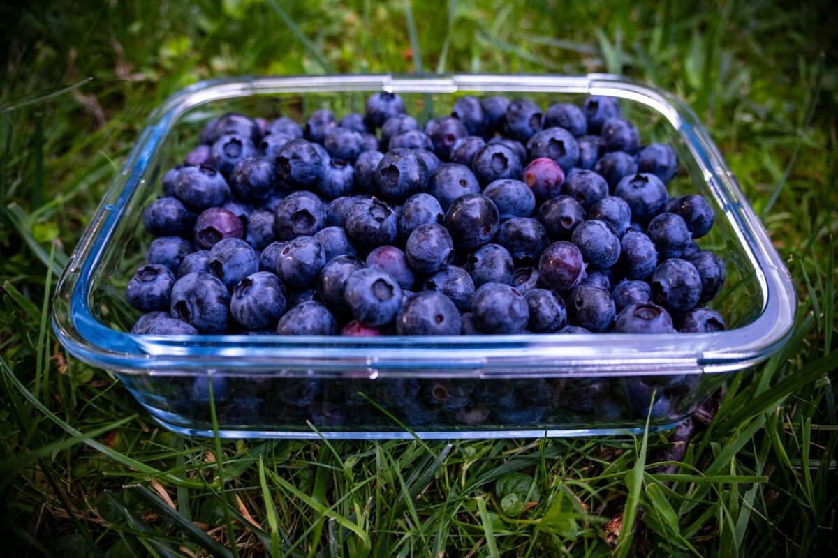 Owoce borówki amerykańskiej